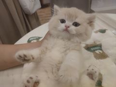 -袖虎·猫馆(体育西路店)