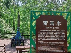 -莫尔道嘎国家森林公园