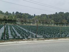 -都江堰玫瑰花溪谷