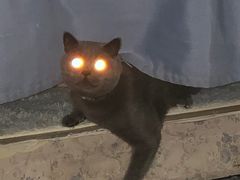 -佳雯宠物医院·皮肤科·内外科(春晓路分院)