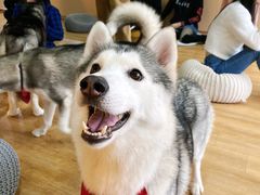 -Husky Go! 哈士奇体验馆·宠物咖啡厅狗咖