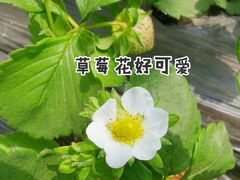 -甜心庄园·甜心草莓采摘园(西青中北店)