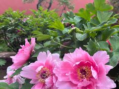 -北京市劳动人民文化宫(太庙)