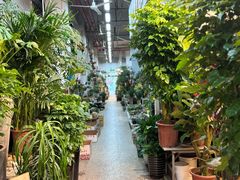 -双季花艺园艺市场(浦东店)