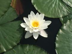 -大塘金香草谷
