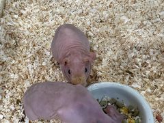 -酷以爬仙阁实体爬宠店·守宫·蜥蜴·专业繁育