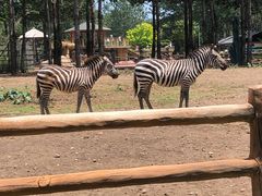 -大连森林动物园