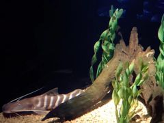 -暹罗海洋世界