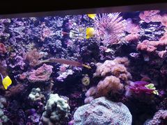 -西雅图水族馆