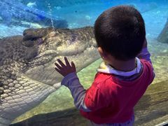 -迪拜水族馆及水下动物园