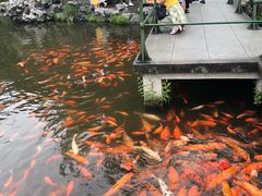 -西湖外事游船(花港观鱼码头)