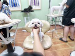 -鑫艺宠物美容培训学校