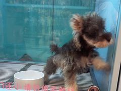 -FAELING PETS美天灵宠物(合生汇店)