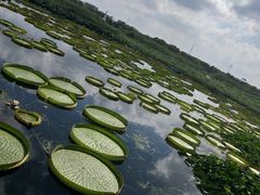 -荷塘月色湿地公园·向阳花洲
