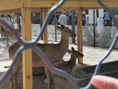 -长白岛森林公园