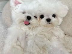 -萌宠之家·腊肠犬·马尔泰·小体犬舍