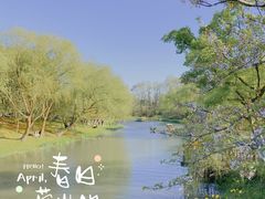 -顾村公园
