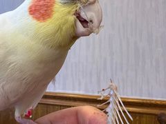 -老王头饺子(孟家店)