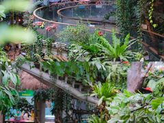 -正佳雨林生态植物园
