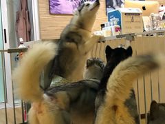-Husky Go! 哈士奇体验馆·宠物咖啡厅狗咖