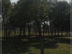 -洨河生态公园