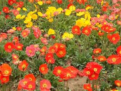 -三圣花乡旅游区