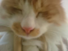 -平行世界·猫咖(首经贸店)