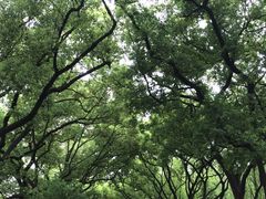 -上海共青森林公园