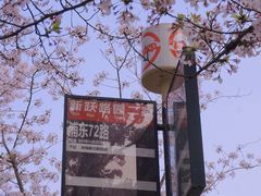 -高东镇樱花园