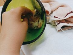 -瑞派雷欧宠物医院·24h夜诊·心脏骨科牙科·全科重症转诊中心(无影山店)