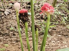 -中国科学院西双版纳热带植物园