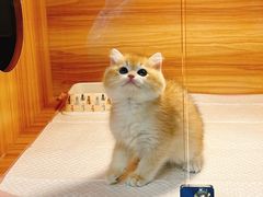 -猫十亿·布偶金渐层·曼基康矮脚猫舍(青年路店)