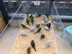 -怪兽屋·羊驼·猫咖·狗咖(俊华广场店)