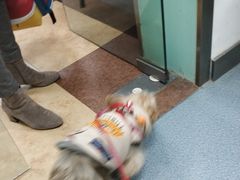 -奈斯宠物医院·核磁CT·异宠专科·内镜(中南店)