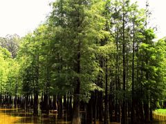 -番禺大夫山森林公园