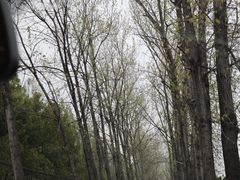 -合肥滨湖国家森林公园