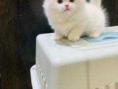 -欣宠猫屋·矮脚拿破仑·蓝金金渐层