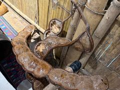 -西双版纳原始森林公园
