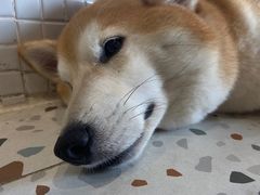 -柴务处·柴犬主题狗咖