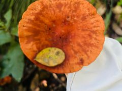 -北京鹫峰国家森林公园