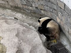 -上海野生动物园