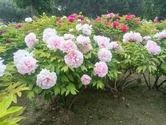 -莲花池公园