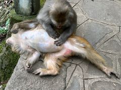 -黔灵山公园