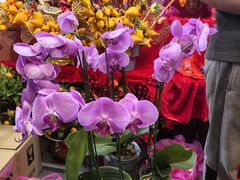 -越秀西湖花市(广州城市广场花卉店)
