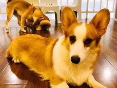 -柯斗斗主题餐厅·狗咖·围炉煮茶·茶饮(国瑞升平里店)