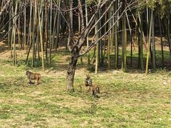 -苏州上方山国家森林公园