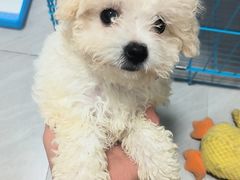 -博特宠物医院24h犬猫全科.骨科·异宠