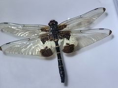 -上海昆虫博物馆