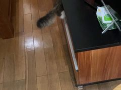 -袖虎·猫馆(体育西路店)
