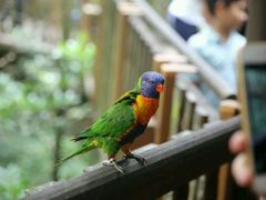 -新加坡飞禽公园
